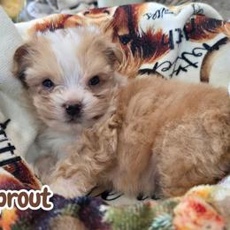 Sprout - Red merle male Aussiedoodle puppy in Lebanon, Oregon from Abbott Family Farm