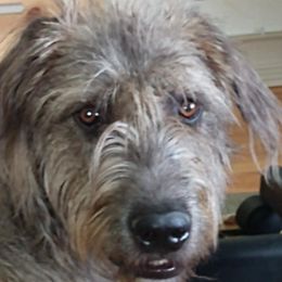 Aoife - Irish Wolfhound