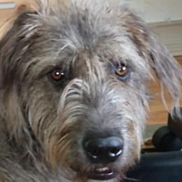 Aoife - Irish Wolfhound