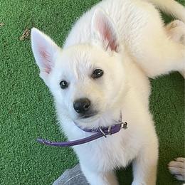 Dahphne - White female German Shepherd puppy in Yuba City, California from Barton’s German Shepherds