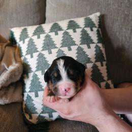Arrow - Black rust and white male Bernese Mountain Dog puppy in Inman, South Carolina from Shadow Acres