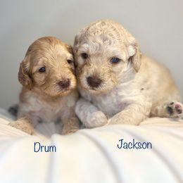 Jackson - Caramel ice male Australian Labradoodle puppy in Ponchatoula, Louisiana from Cajun Land Doodles