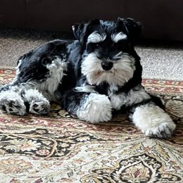 Miniature Schnauzer Puppies from Pierhaus Minature Schnauzers