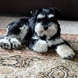 Miniature Schnauzer Puppies from Pierhaus Minature Schnauzers