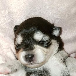 Pomsky Puppies from JC's Mitten Pomskies