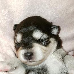 Pomsky Puppies from JC's Mitten Pomskies