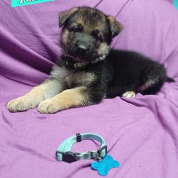 Stelle (Teal) - Black and silver female German Shepherd puppy in Bedias, Texas from TiPi S Ranch's German Shepherds