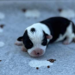 Pepper - White and black male Pembroke Welsh Corgi puppy in Hope, Arkansas from Foxy Knoll Farm