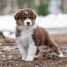 Faline - Red tri-color female Australian Shepherd puppy in Woodford, Virginia from Skyborne Australian Shepherds
