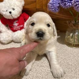 Asa - Light golden female Golden Retriever puppy in Grant County, Indiana from On The Sunny Side Pavey Farms