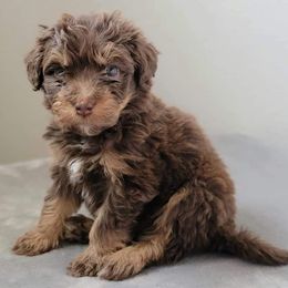 Aussiedoodles and Australian Shepherds from WTX Aussies & Doodles