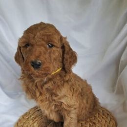 Poodles from Morlen Kennels