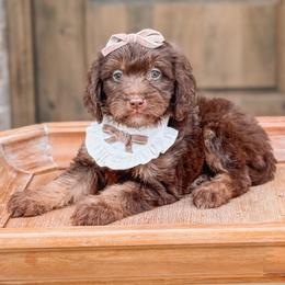 Bonnie - Chocolate female Goldendoodle puppy in Iola, Texas from Supreme Doodles of Texas