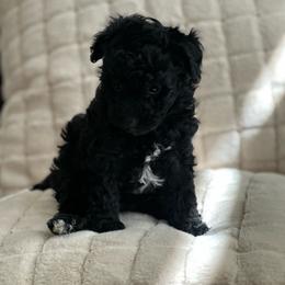 Cinderella - Black female Poodle puppy in Aurora, Colorado from Miroslava's Puppies