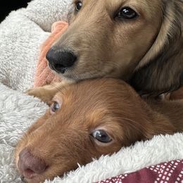 Dachshunds from C Kids Dachshunds