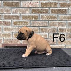 Girl 6 - Black Mouth Cur puppy in Tennessee from Narrow Road Farm