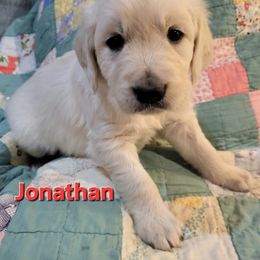 Golden Retriever Puppies from LOMAH Retrievers