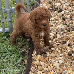 H25 Male Orange Collar(Tank) - Red  male Goldendoodle puppy in Cape Coral, Florida from GoldenDoodles Cape Coral