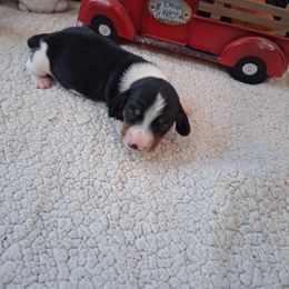 Girl 1 - Piebald female Dachshund puppy in Farmerville, Louisiana from Hancock House of Basset Hounds & Mini Dachshunds