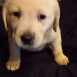 Labrador Retriever Puppies from Cross Lake Labradors