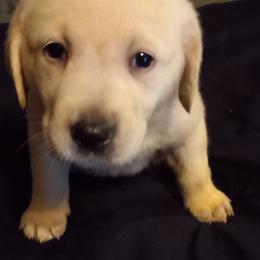 Labrador Retriever Puppies from Cross Lake Labradors