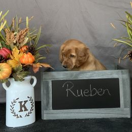 Golden Retriever Puppies from KP Golden Retrievers