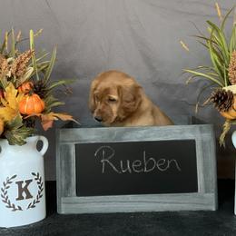 Golden Retriever Puppies from KP Golden Retrievers