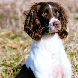 English Springer Spaniels from PrairieRose Gundogs