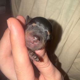 Girl 1 - Blue and gold female Yorkshire Terrier puppy in Prescott Valley, Arizona from Bragg’s Yorkies