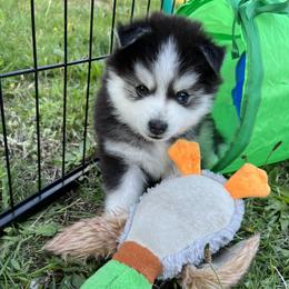 Pomsky Puppies from Peekaboo Pomskies