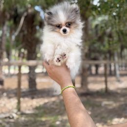 Coco - Blue parti male Pomeranian puppy in Naples, Florida from 🤎 Gigi’s Dreaming Puppies 🐶