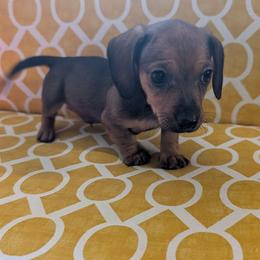 Boy 2 - Red male Dachshund puppy in Wortham, Texas from Amber's Mini Weenies