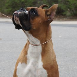 Boxers and French Bulldogs from Cinergy Boxers and French Bulldogs