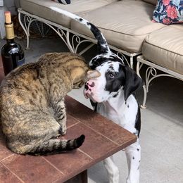 Great Dane Puppies from Beehive Great Danes