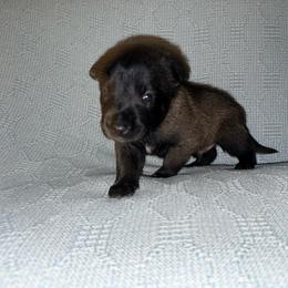 Red Collar - Mahogany male Belgian Malinois puppy in Trenton, Georgia from Laeknir K9