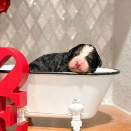 Steve - Tri-color male Bernedoodle puppy in Kilgore, Texas from Furry Tail Doodles