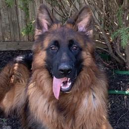 German Shepherds and Golden Retrievers from Le Blanc’ English Goldens and Shepherds LLC