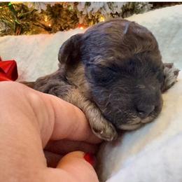 Charlie Brown - Red with tan points - Phantom male Poodle puppy in Canfield, Ohio from Poo's Doo's & Inu's