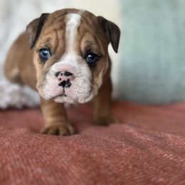 Girl 1 - female Bulldog puppy in Clever, Missouri from Crystals Bulldog Bungalow