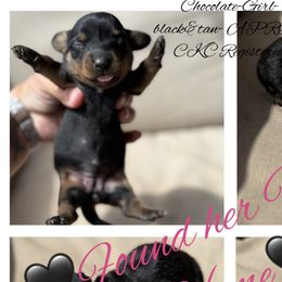 Dachshunds from Gest House Puppies