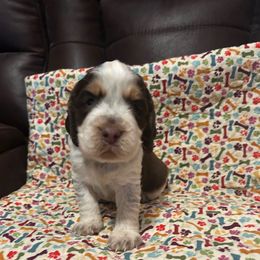 Boy 2 - Liver white and tan male English Springer Spaniel puppy in Tabor City, North Carolina from Big Bay Kennels LLC
