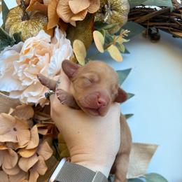 Cider 3800 - Cream male Dachshund puppy in Mayville, Michigan from Teenie Little Hearts