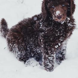 Australian Labradoodle and Poodle Puppies from Hunter Farm