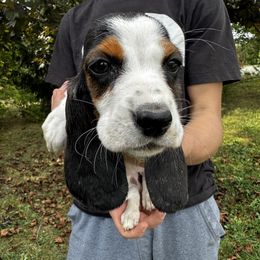 Red Collar Female - Black brown and white female Basset Hound puppy in Lindley, New York from Hill Top Basset Hounds & Cane Corso