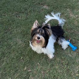 Biewer Terrier and Yorkshire Terrier Puppies from York Town California