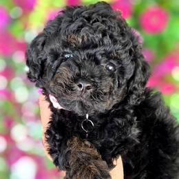 Light Purple Girl - Phantom female Bernedoodle puppy in Vernon, Texas from Sugarland's Texas Goldendoodles