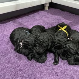 Poodle Puppies from Antigua Standard Poodles