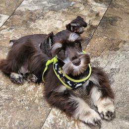 Lexie - Miniature Schnauzer