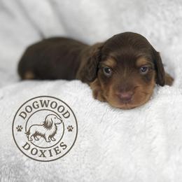 Toast - Chocolate and tan male Dachshund puppy in Monroe, North Carolina from Dogwood Doxies