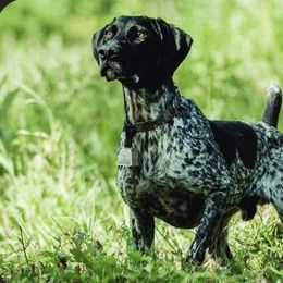 German Shorthaired Pointers from Pine Barrens GSPs